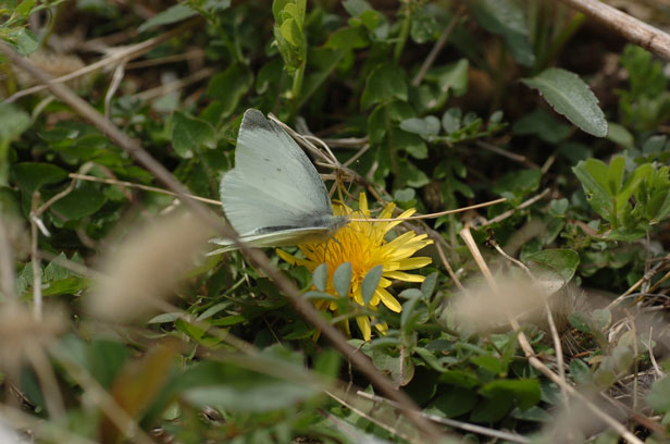 e0088036_1418455.jpg
