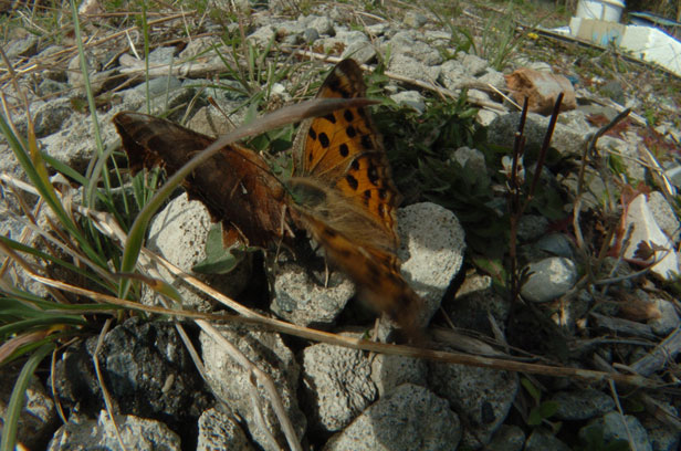e0088036_20254712.jpg