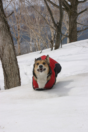 山笑う　木立駆け抜け　犬もまた_b0031538_20543133.jpg