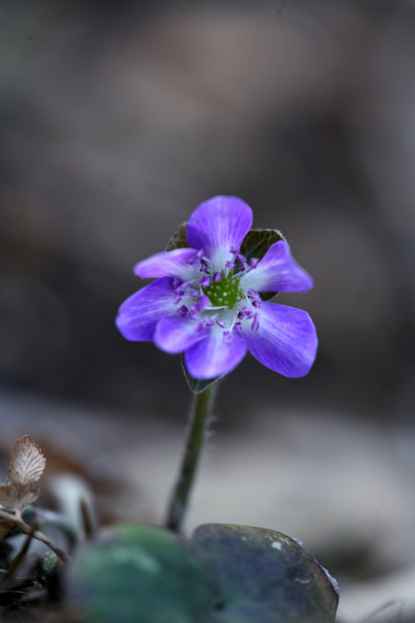 ３月１７日 ・・・神石の山野草の里_d0013455_19503719.jpg