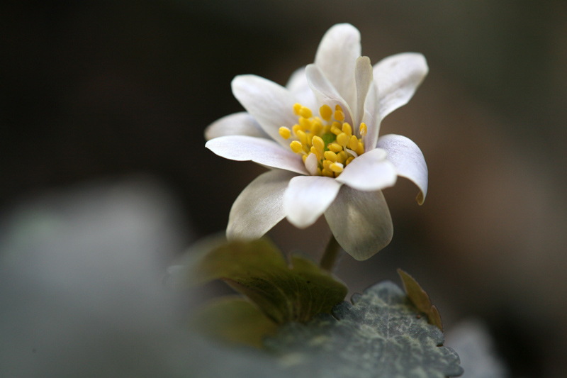 ３月１７日 ・・・神石の山野草の里_d0013455_19552368.jpg