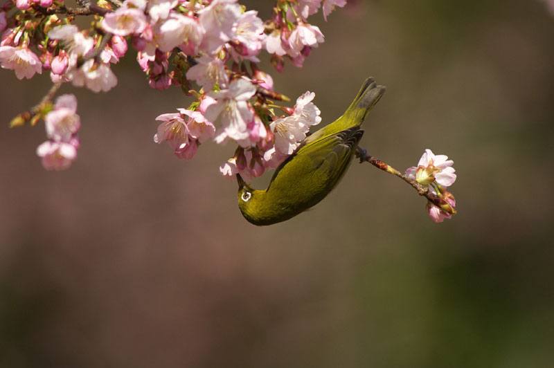 桜にメジロ_a0021270_2051951.jpg