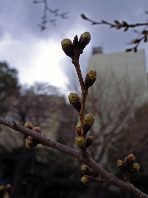 桜のつぼみ～上野不忍池公園～_c0071611_1092344.jpg