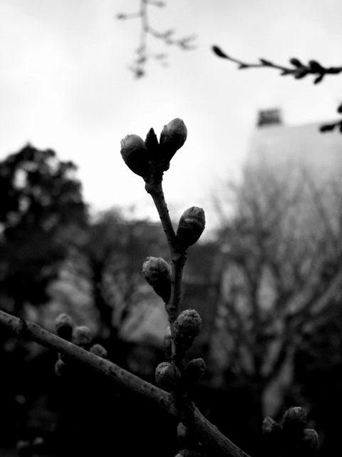 桜のつぼみ～上野不忍池公園～_c0071611_1093286.jpg