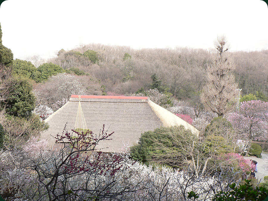 百草園_f0032631_21455658.jpg