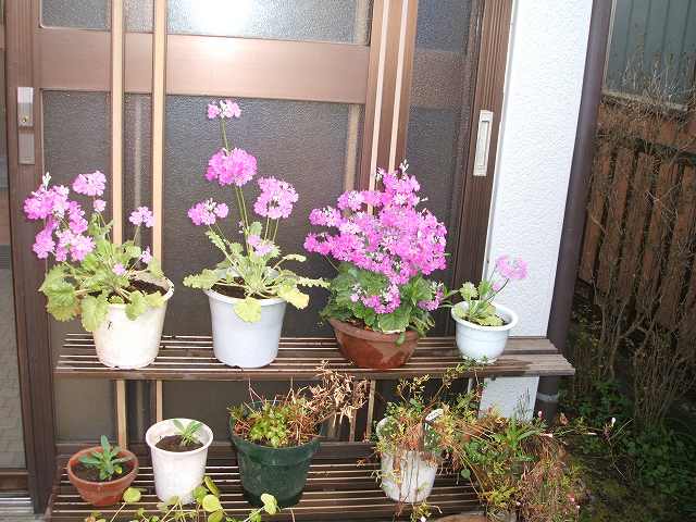 a0006033_1294769.jpg