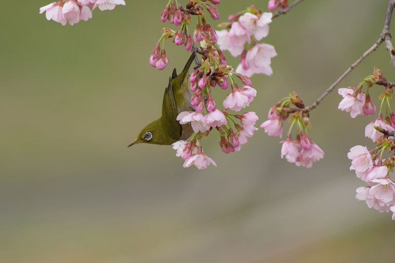 桜にメジロ・・part3_a0021270_23139100.jpg