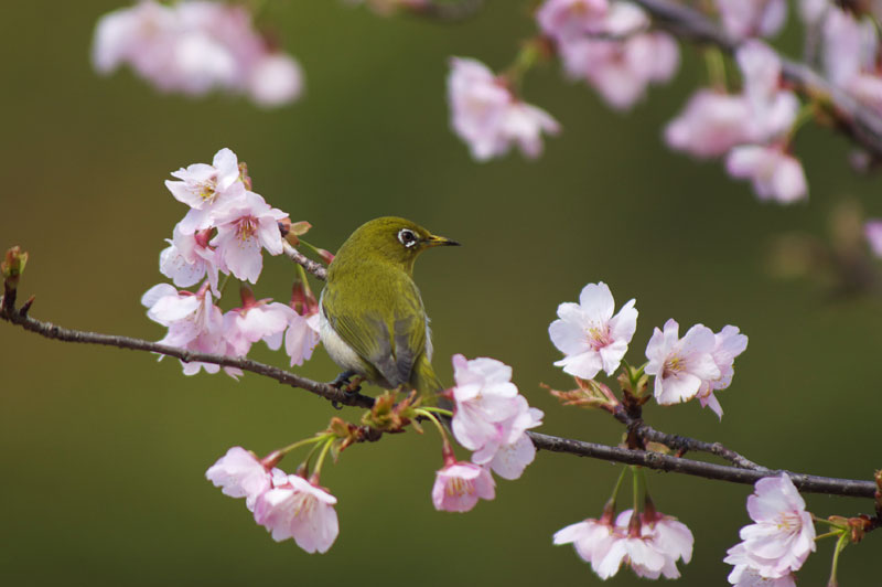 桜にメジロ・・part3_a0021270_2321894.jpg