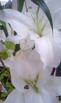 b0059000_13532468.jpg