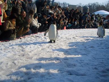 復讐の旭山動物園_b0050805_00441.jpg