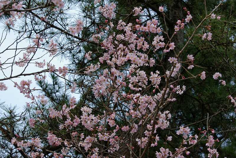 早咲きの桜づくし・敬翁桜_d0018223_6445688.jpg