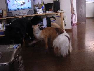 犬だらけ_c0065643_21172326.jpg