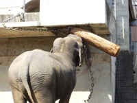 広い広い!多摩動物公園~象~_c0060651_2252434.jpg