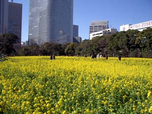 浜離宮恩賜庭園（菜の花まつり）_e0034068_2381146.jpg