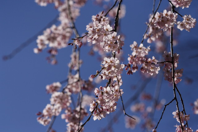 枝垂れ桜－六義園 (Rikugi-en)_d0033274_21145254.jpg