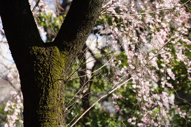 枝垂れ桜－六義園 (Rikugi-en)_d0033274_2161761.jpg