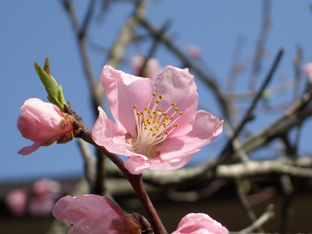 桃の花がやっと咲き始めました_e0037391_9532421.jpg