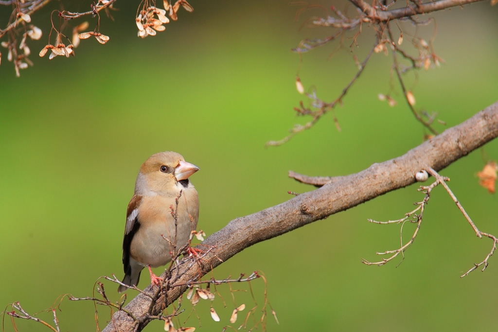 Hawfinch in spring color  シメ_c0034905_23394254.jpg