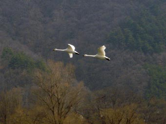 安曇野発：白鳥は今_c0047814_1229124.jpg