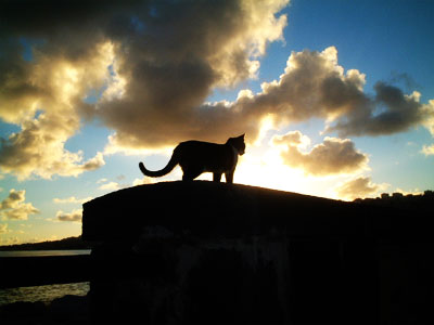 ナポリの海辺に住む猫_f0038727_12431245.jpg