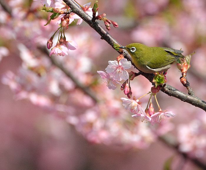 河津桜満開_e0008832_21494575.jpg