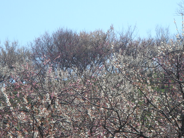 梅の花も終わりに近づき・・・_f0036137_1623391.jpg