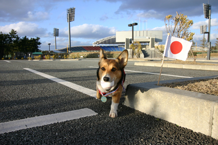 胴上げに　初めて求む　日の丸や_b0031538_20515617.jpg