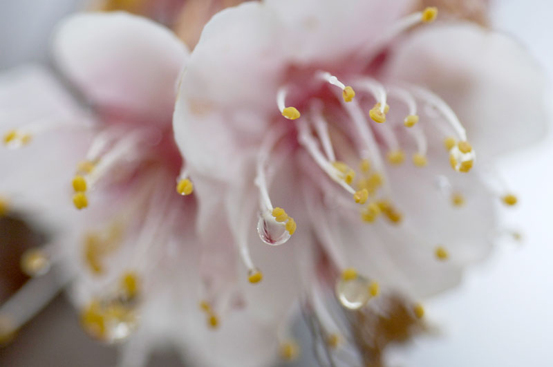 ★ほたるの里　-雨-_b0023047_5294963.jpg