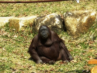 広い広い!多摩動物公園~オランウータン~_c0060651_094620.jpg