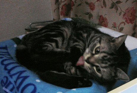 c0045655_15491765.gif