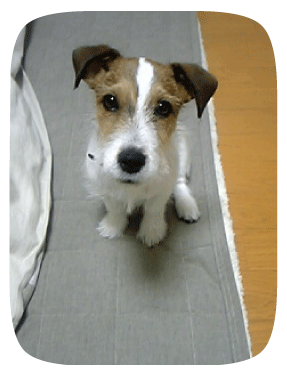 f0080057_1335882.gif