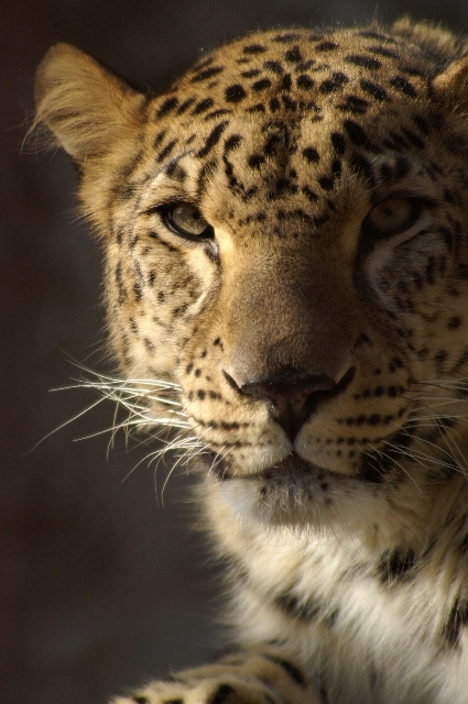 ペルシャヒョウ 動物園でお散歩