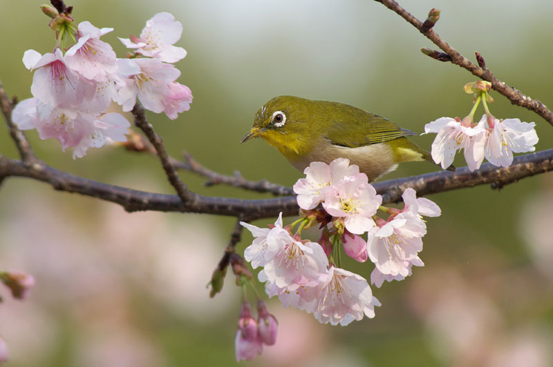 桜にメジロよりWBC決勝戦・・・。_a0021270_13535764.jpg