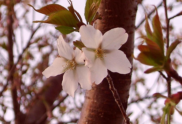 山桜_f0068788_18132932.jpg