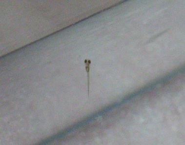 a0033423_23592161.jpg