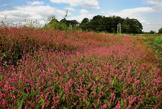 花の群落を撮る_c0068924_15142398.jpg