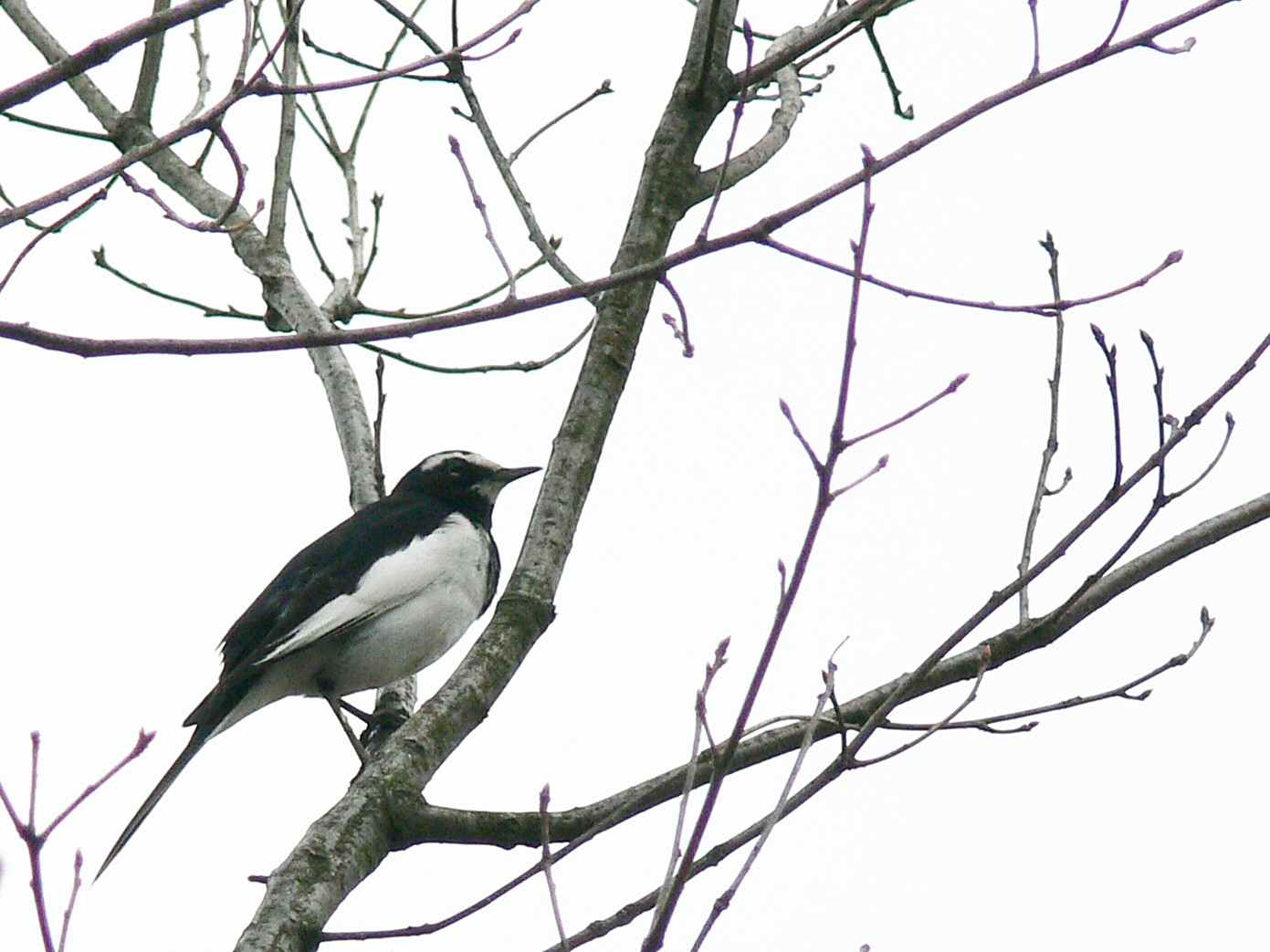 コウノトリの郷公園にて_e0076724_2353118.jpg