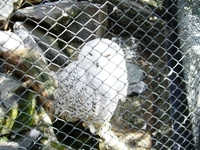 広い広い!多摩動物公園~ふくろう~_c0060651_2353455.jpg