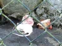広い広い!多摩動物公園~ふくろう~_c0060651_23544912.jpg