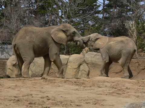 休日、動物園にて_e0084756_2323457.jpg
