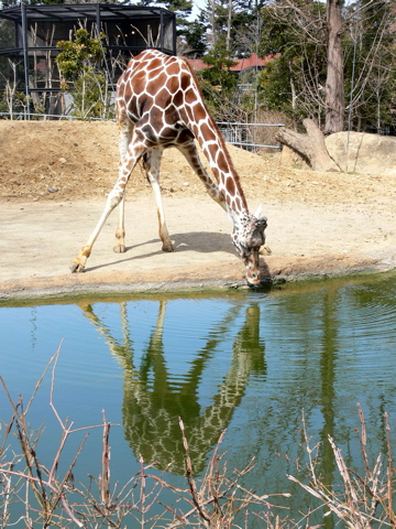 休日、動物園にて_e0084756_2328893.jpg