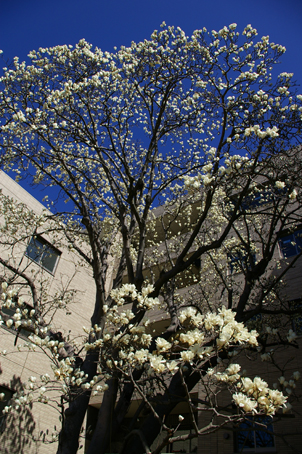 今年も咲いた旧小泉邸のハクモクレン（２００６・３・２０）_c0014967_0252157.jpg