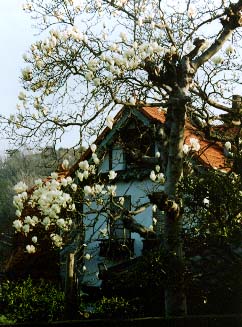 今年も咲いた旧小泉邸のハクモクレン（２００６・３・２０）_c0014967_029162.jpg