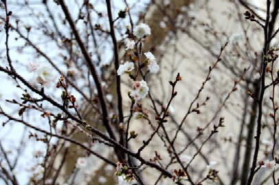 　　　早春の聖和大学　　　　　　早咲きの桜_c0009275_0181353.jpg