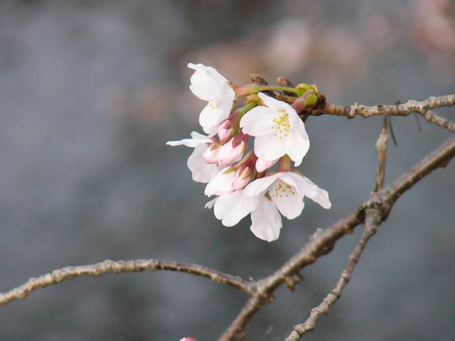 今朝の桜~開花状況(3)_e0086880_7153547.jpg