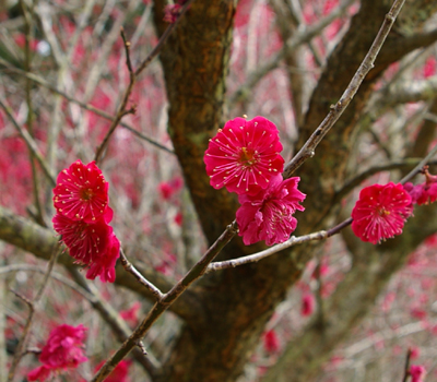 明日香村のイチゴ狩り。_a0011285_201276.jpg