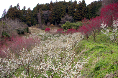 明日香村のイチゴ狩り。_a0011285_222428.jpg