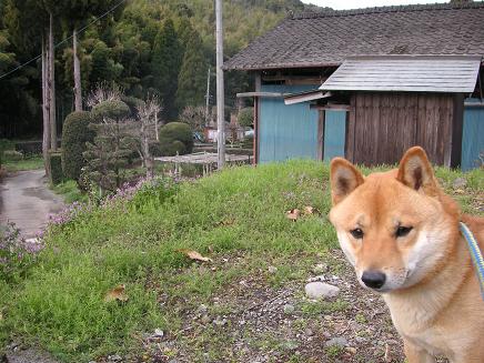 お山の住宅地　　２００６年３月２２日　水曜日_e0039087_13592515.jpg