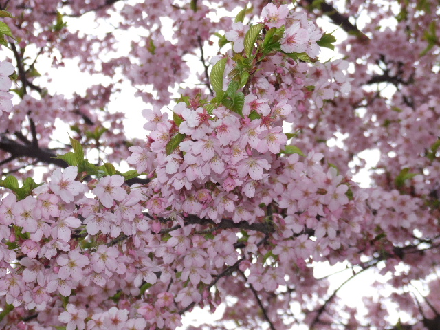 桜散歩（３）_e0034313_7384889.jpg