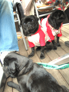 b0035453_0591912.gif